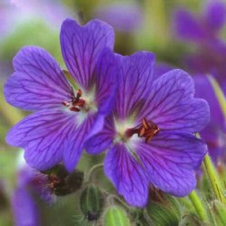 Geranium 'Terre Franche' geen maat specificatie 0,55L/P9cm - afbeelding 4