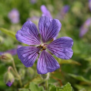 Geranium 'Terre Franche' geen maat specificatie 0,55L/P9cm - afbeelding 5