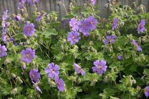 Geranium 'Terre Franche' geen maat specificatie 0,55L/P9cm - afbeelding 6