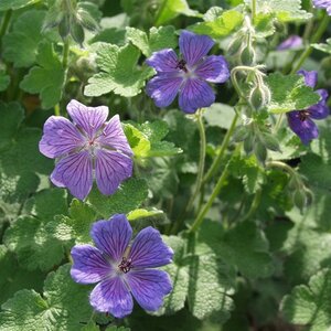 Geranium 'Terre Franche' geen maat specificatie 0,55L/P9cm - afbeelding 7