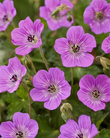 Geranium w. 'Kelly Anne' geen maat specificatie 0,55L/P9cm - afbeelding 1