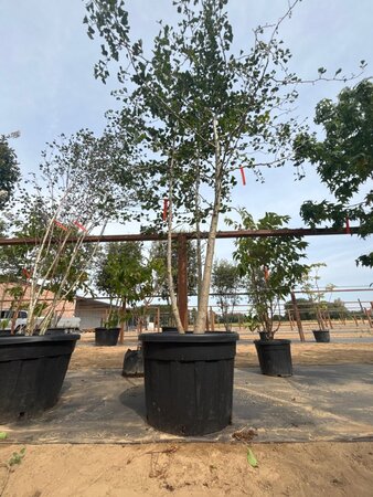 Ginkgo biloba 250-300 cm cont. 150L meerstammig - afbeelding 6