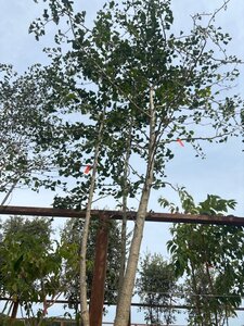 Ginkgo biloba 250-300 cm cont. 150L meerstammig - afbeelding 7
