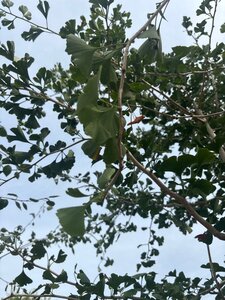 Ginkgo biloba 250-300 cm cont. 150L meerstammig - afbeelding 1
