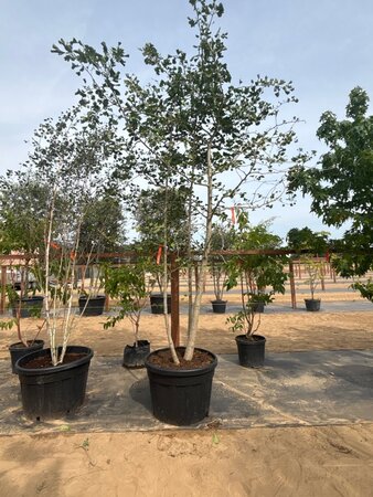Ginkgo biloba 250-300 cm cont. 150L meerstammig - afbeelding 2