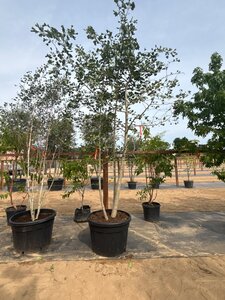 Ginkgo biloba 250-300 cm cont. 150L meerstammig - afbeelding 2