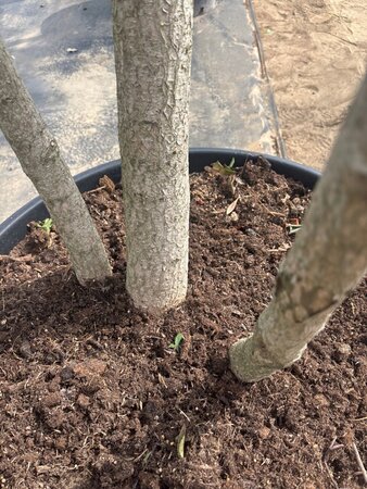 Ginkgo biloba 250-300 cm cont. 150L meerstammig - afbeelding 8
