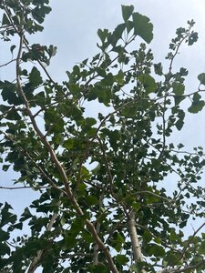 Ginkgo biloba 250-300 cm cont. 150L meerstammig - afbeelding 3
