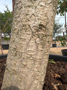 Ginkgo biloba 250-300 cm cont. 150L meerstammig - afbeelding 4