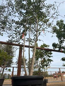 Ginkgo biloba 250-300 cm cont. 150L meerstammig - afbeelding 5