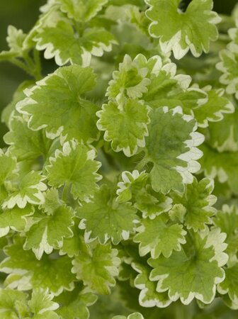 Glechoma hederacea 'Variegata' geen maat specificatie 0,55L/P9cm - afbeelding 3