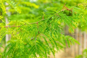 Gleditsia triacanthos inermis (DOORNLOOS) 14-16 Hoogstam wortelgoed 240 cm stam Dakvorm 3 armen Versgeleid - afbeelding 2