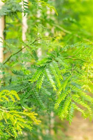 Gleditsia triacanthos inermis (DOORNLOOS) 14-16 Hoogstam wortelgoed 240 cm stam Dakvorm 3 armen Versgeleid - afbeelding 3