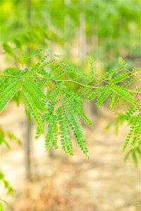Gleditsia triacanthos inermis (DOORNLOOS) 14-16 Hoogstam wortelgoed 240 cm stam Dakvorm 3 armen Versgeleid - afbeelding 4