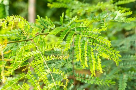 Gleditsia triacanthos inermis (DOORNLOOS) 14-16 Hoogstam wortelgoed 240 cm stam Dakvorm 3 armen Versgeleid - afbeelding 5