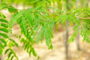 Gleditsia triacanthos inermis (DOORNLOOS) 200-250 cm draadkluit meerstammig