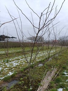 Gleditsia triac. 'Skyline' 200-250 cm draadkluit meerstammig