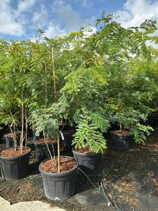 Gleditsia triac. 'Sunburst' 200-225 cm cont. 90L meerstammig