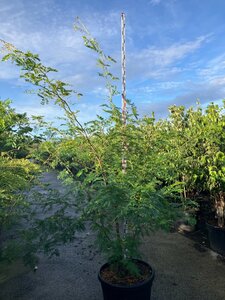 Gleditsia triac. 'Sunburst' 200-225 cm cont. 90L meerstammig