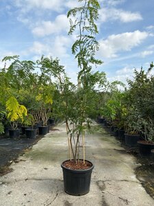Gleditsia triac. 'Sunburst' 200-225 cm cont. 90L meerstammig - afbeelding 2