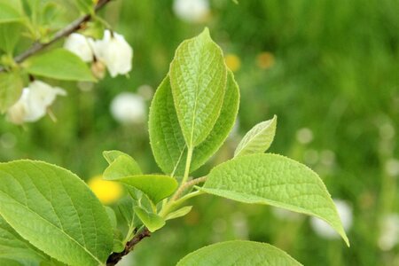 Halesia carolina 125-150 cm met kluit - afbeelding 4