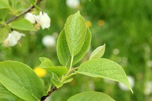 Halesia carolina 125-150 cm met kluit - afbeelding 4