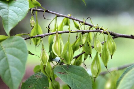 Halesia carolina 125-150 cm met kluit - afbeelding 5