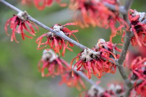 Hamamelis int. 'Diane' ROOD 100-125 cm met kluit - afbeelding 2