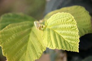 Hamamelis int. 'Diane' ROOD 100-125 cm met kluit - afbeelding 3