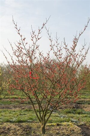 Hamamelis int. 'Diane' ROOD 80-100 cm met kluit - afbeelding 1