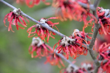 Hamamelis int. 'Diane' ROOD 80-100 cm met kluit - afbeelding 2