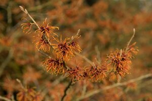 Hamamelis int. 'Jelena' 100-125 cm met kluit - afbeelding 2