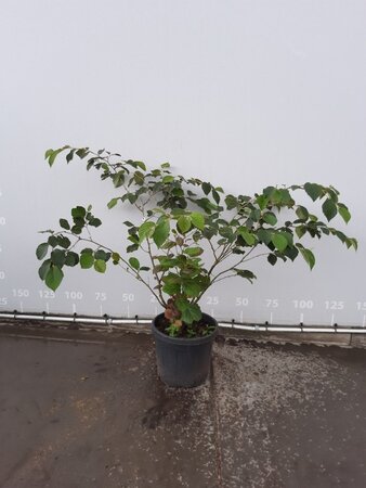 Hamamelis int. 'Jelena' 100-125 cm met kluit - afbeelding 8