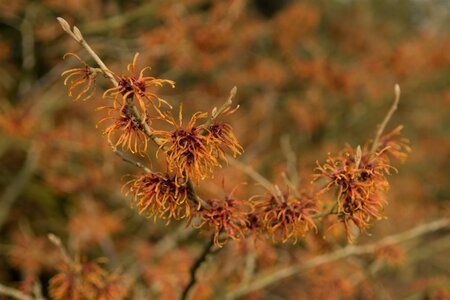Hamamelis int. 'Jelena' 80-100 cm met kluit - afbeelding 2