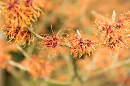 Hamamelis int. 'Jelena' 80-100 cm met kluit - afbeelding 5