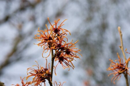 Hamamelis int. 'Jelena' 80-100 cm met kluit - afbeelding 6