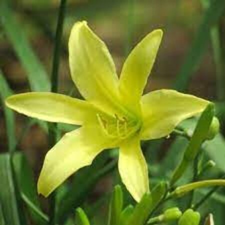 Hemerocallis altissima geen maat specificatie 0,55L/P9cm - afbeelding 3