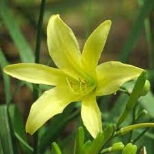 Hemerocallis altissima geen maat specificatie 0,55L/P9cm - afbeelding 3