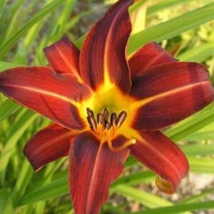 Hemerocallis 'Autumn Red' geen maat specificatie 0,55L/P9cm