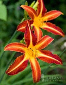 Hemerocallis 'Autumn Red' geen maat specificatie 0,55L/P9cm - afbeelding 2
