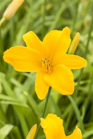 Hemerocallis 'Aten' geen maat specificatie 0,55L/P9cm - afbeelding 1