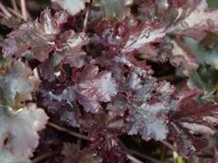 Heuchera 'Black Beauty' geen maat specificatie 0,55L/P9cm - afbeelding 1