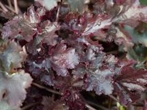 Heuchera 'Black Beauty' geen maat specificatie 0,55L/P9cm - afbeelding 1