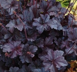 Heuchera 'Black Beauty' geen maat specificatie 0,55L/P9cm - afbeelding 2