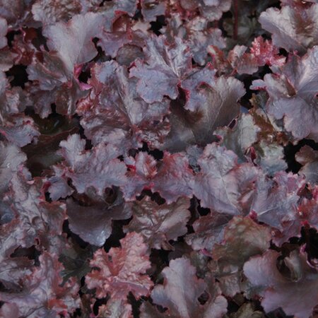 Heuchera 'Black Beauty' geen maat specificatie 0,55L/P9cm - afbeelding 3