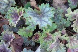 Heuchera 'Beauty Colour' geen maat specificatie 0,55L/P9cm