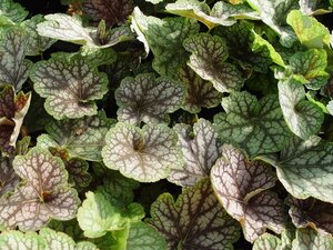 Heuchera 'Beauty Colour' geen maat specificatie 0,55L/P9cm - afbeelding 2