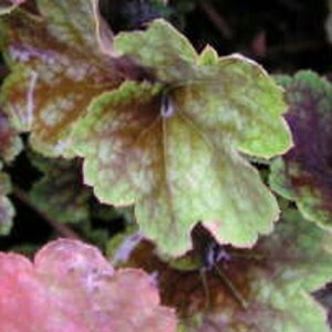 Heuchera 'Beauty Colour' geen maat specificatie 0,55L/P9cm - afbeelding 3