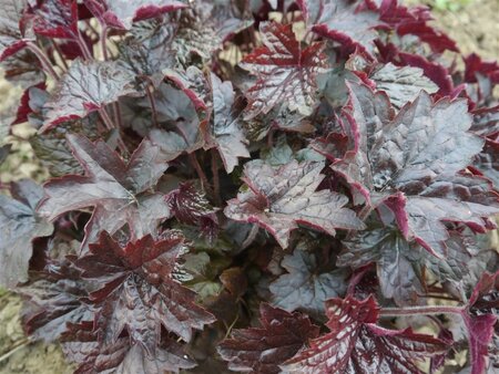 Heuchera 'Blackout' geen maat specificatie 0,55L/P9cm - afbeelding 1