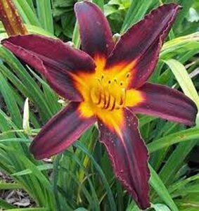 Hemerocallis 'Black Prince' geen maat specificatie 0,55L/P9cm